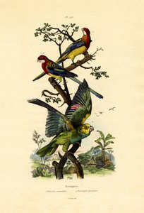 Yellow-headed Parrot